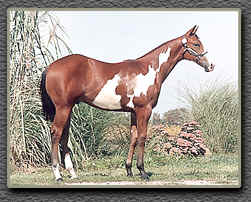 Paint Horse For Sale