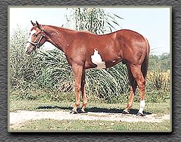 Paint Horse For Sale